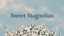 sweet magnolias|sweet magnolias wikipedia.